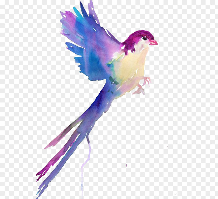 Birds Bird Watercolor Painting Drawing Sketch PNG