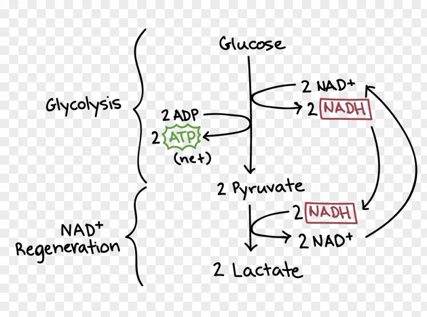 Cellular Respiration Glycolysis Ethanol Fermentation Anaerobic PNG