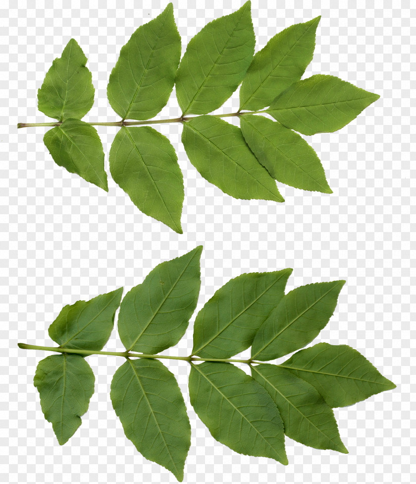 Leafs Leaf Texture Mapping Tree PNG