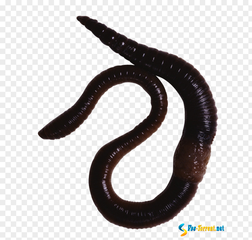 Oligochaeta Earthworm Annelid Animal PNG