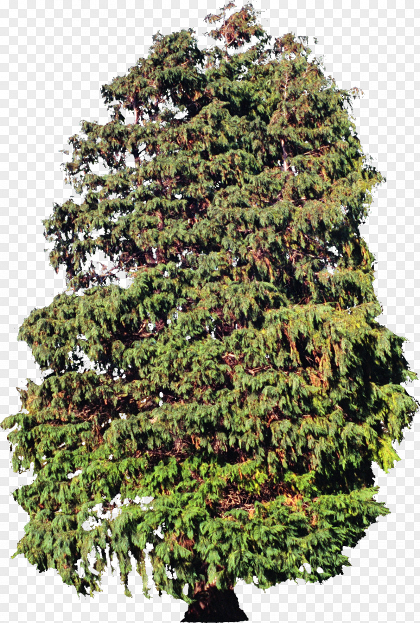 Bush Tree Plant Evergreen Spruce Conifers PNG