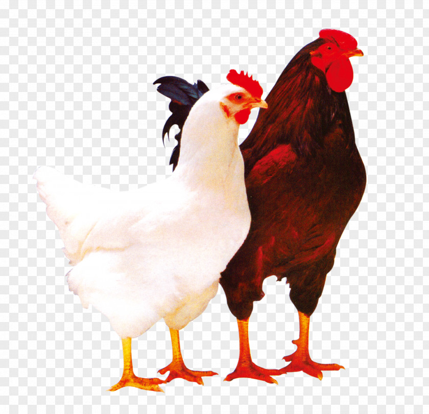 Cock Plymouth Rock Chicken Lohmann Brown Broiler Poultry Rooster PNG