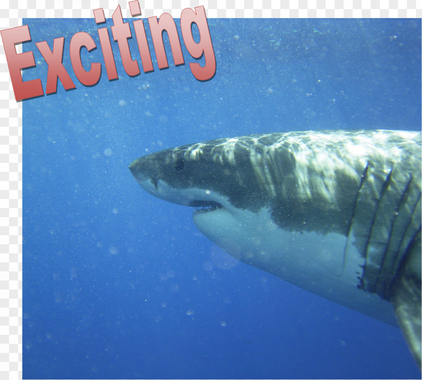 Exciting Great White Shark Scuba Diving Underwater Tiger PNG