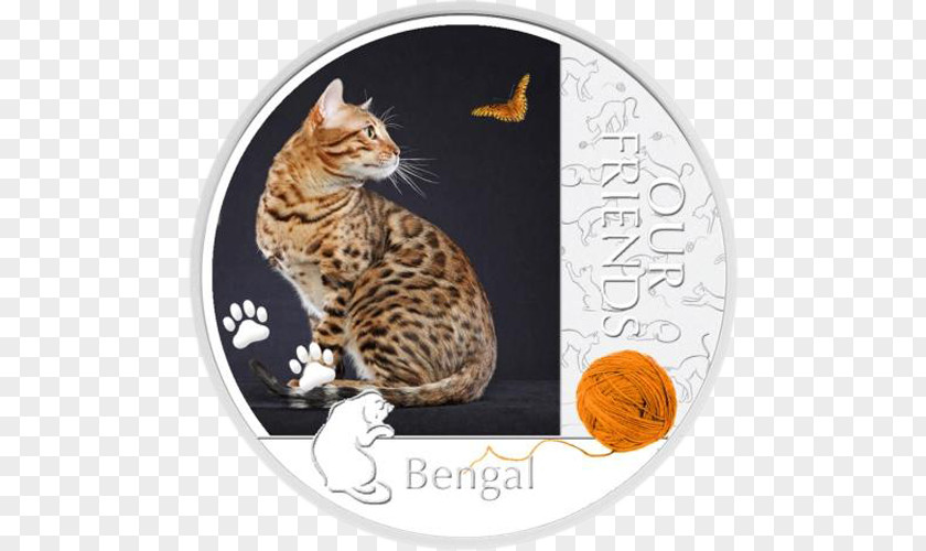 Kitten Bengal Cat British Shorthair Kurilian Bobtail Silver Coin PNG