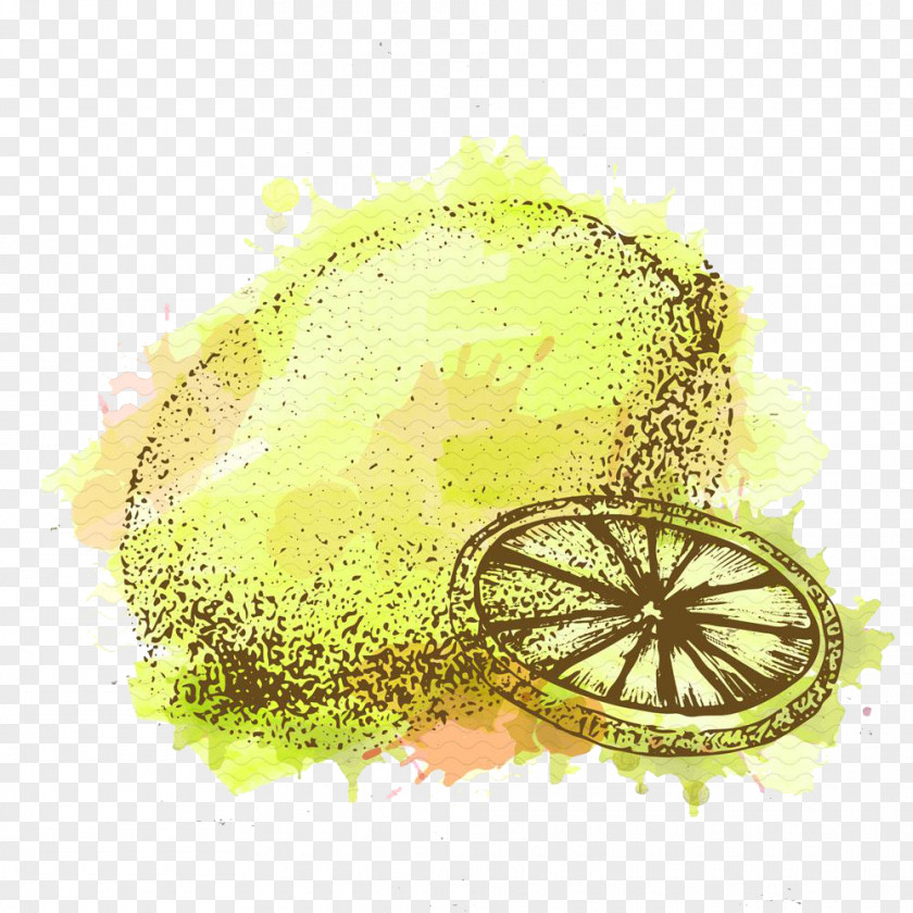 Hand-painted Lemon Auglis Illustration PNG