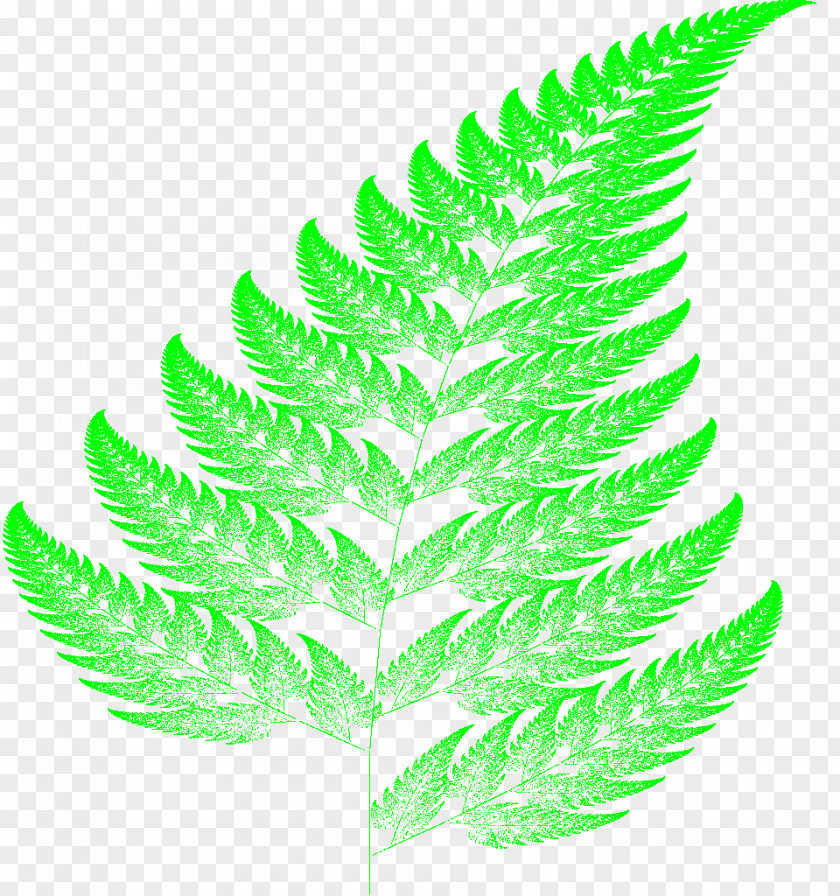 Leaf Barnsley Fern Fractal Vascular Plant PNG