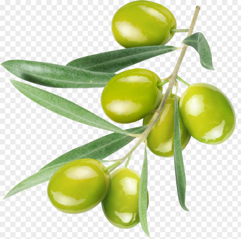 Olive Lotion Cream Oil Cosmetics PNG