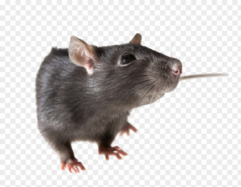 Rat Pic Brown Mouse Rodent Black PNG