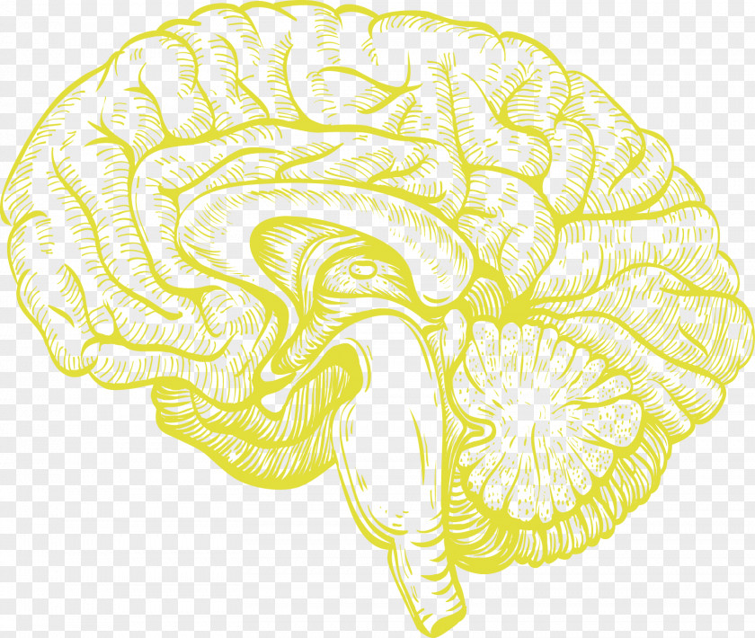 Brain The Stimulated Brain: Cognitive Enhancement Using Non-Invasive Stimulation Human Transcranial Direct-current Agy PNG