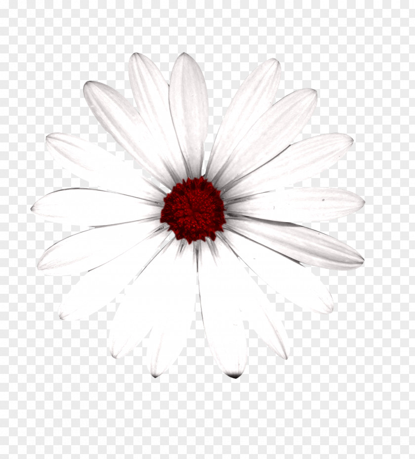 Flowers Creative Floral Patterns Common Daisy Transvaal Chrysanthemum White Oxeye PNG