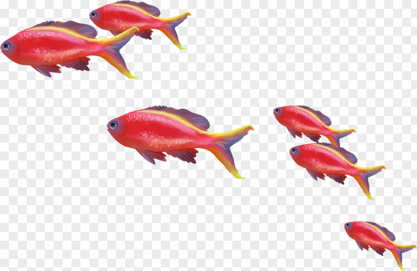 Goldfish Shark Fish Clip Art PNG