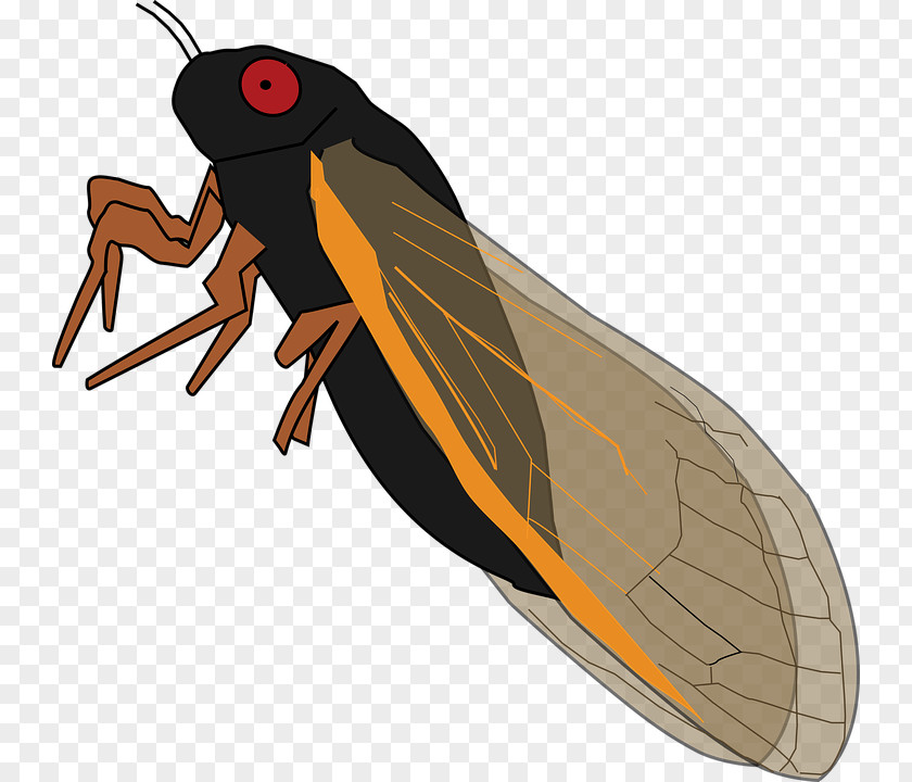 Insect Periodical Cicadas True Bugs Cicadidae Clip Art PNG