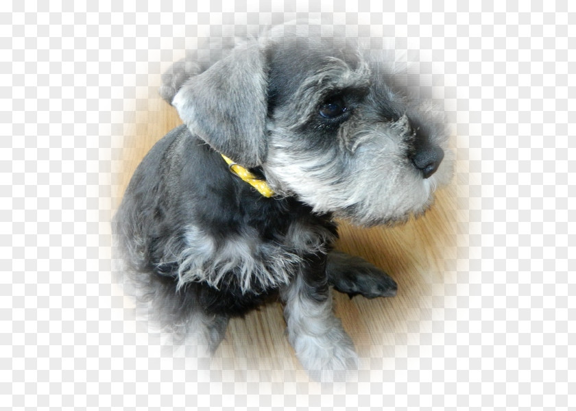 Puppy Miniature Schnauzer Cesky Terrier Standard Schnoodle Lakeland PNG