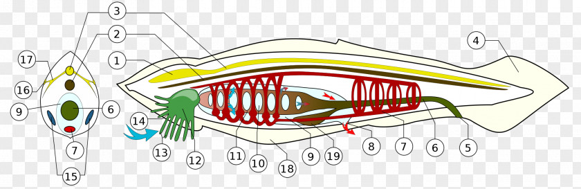 Vertebrate Branchiostoma Lanceolatum Cephalochordata Lancelet Notochord PNG