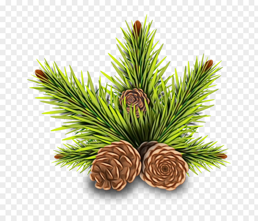 American Pitch Pine Conifer Cone Christmas Black And White PNG