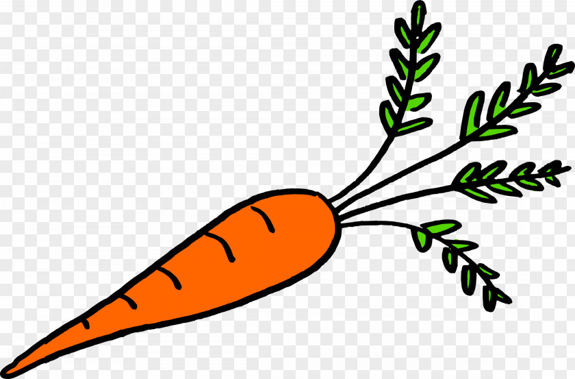 Carrot Vegetable Plant Stem Leaf Food PNG