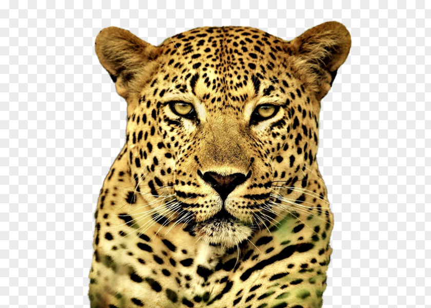 Cheetah Snow Leopard Felidae Cat Tiger PNG