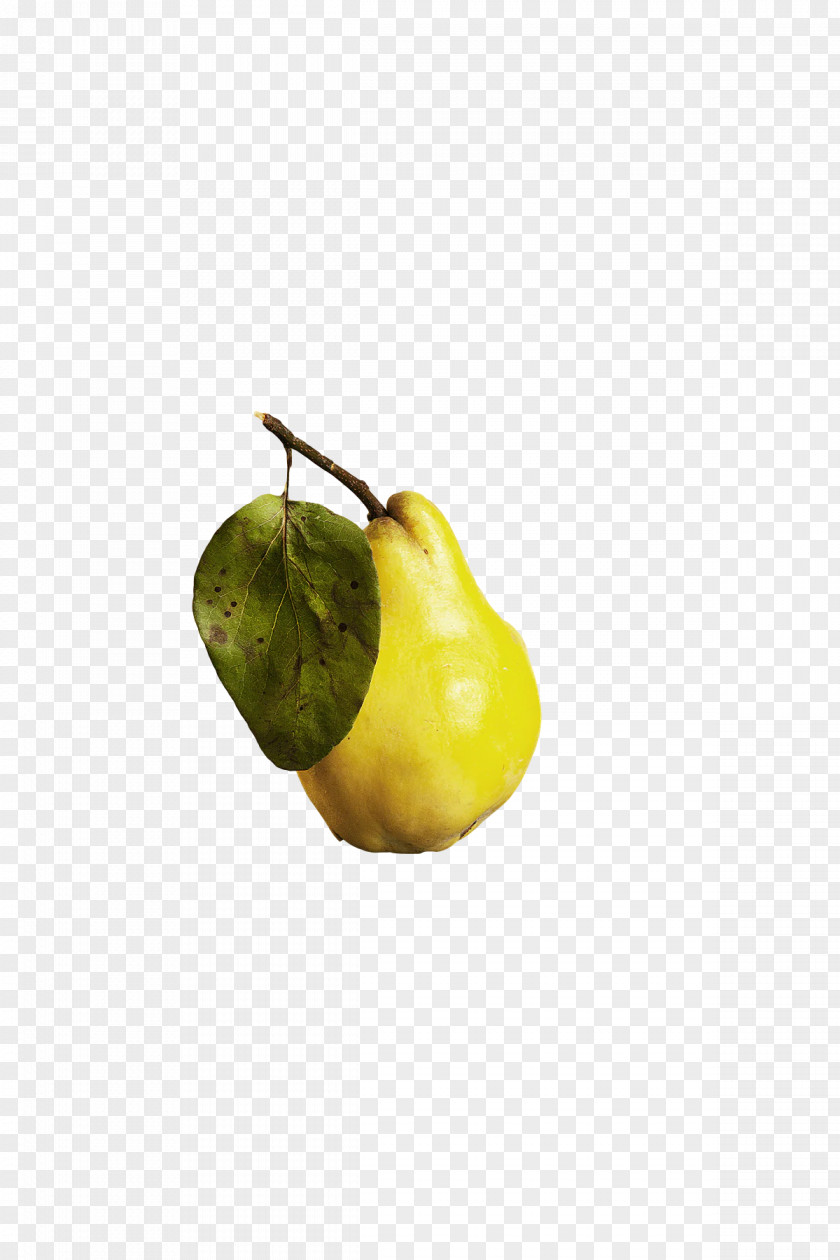 Citron Plants Fruit Citrus Science PNG