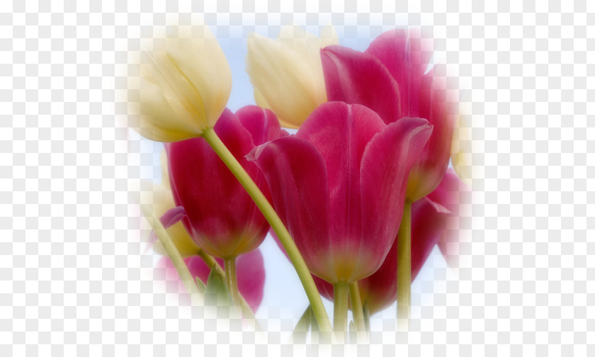 Flower Bouquet Tulipa Linifolia Gesneriana Desktop Wallpaper PNG