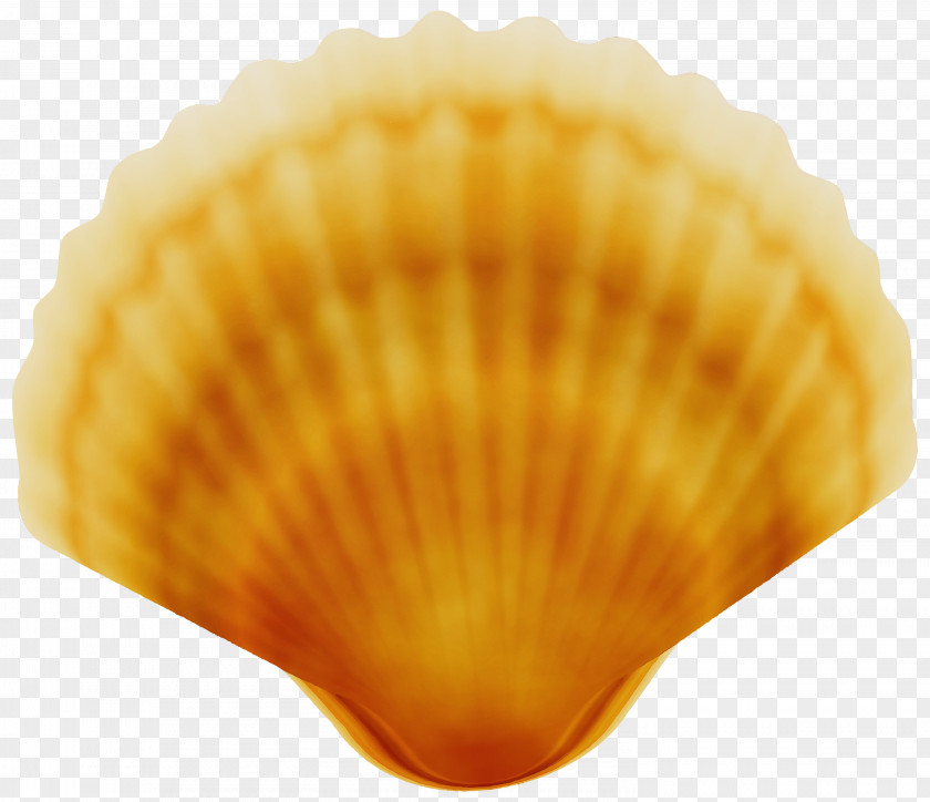 Food Seafood Cockle Shell Bivalve Scallop Clam PNG