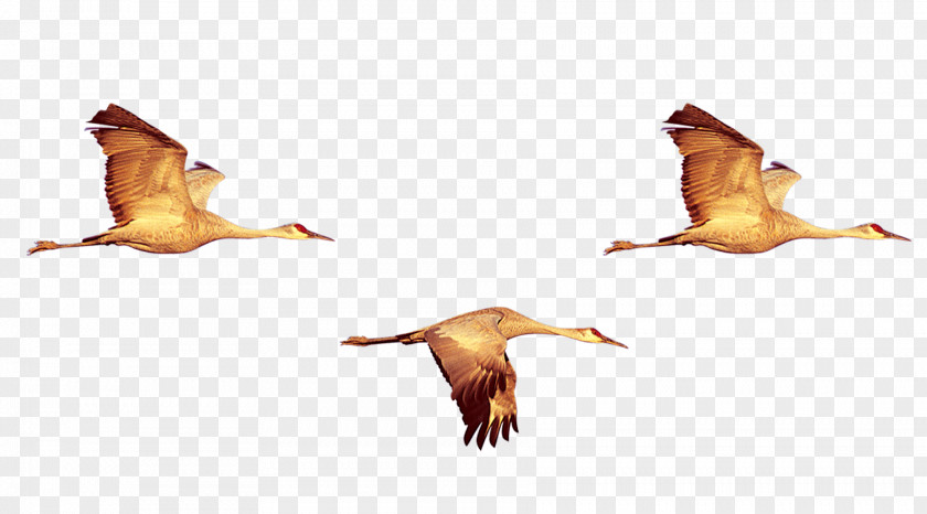 Geese Fly Duck Bird Crane Swan Goose PNG