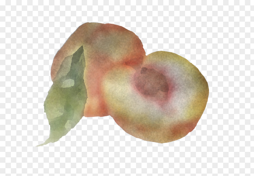 Peach Close-up Fruit PNG