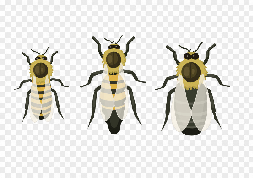 Bee Honey Pest PNG