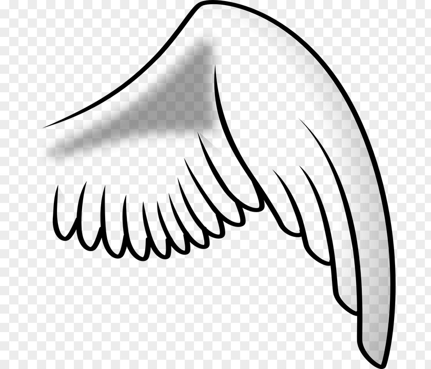 Bird Wing Clip Art PNG