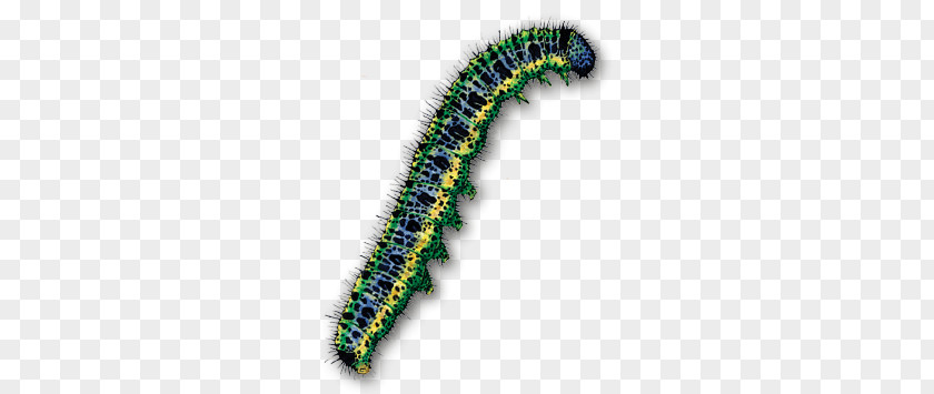 Caterpillar PNG clipart PNG