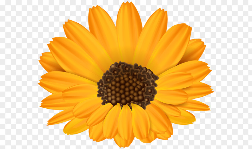 Flower Common Sunflower Stock Photography Clip Art PNG