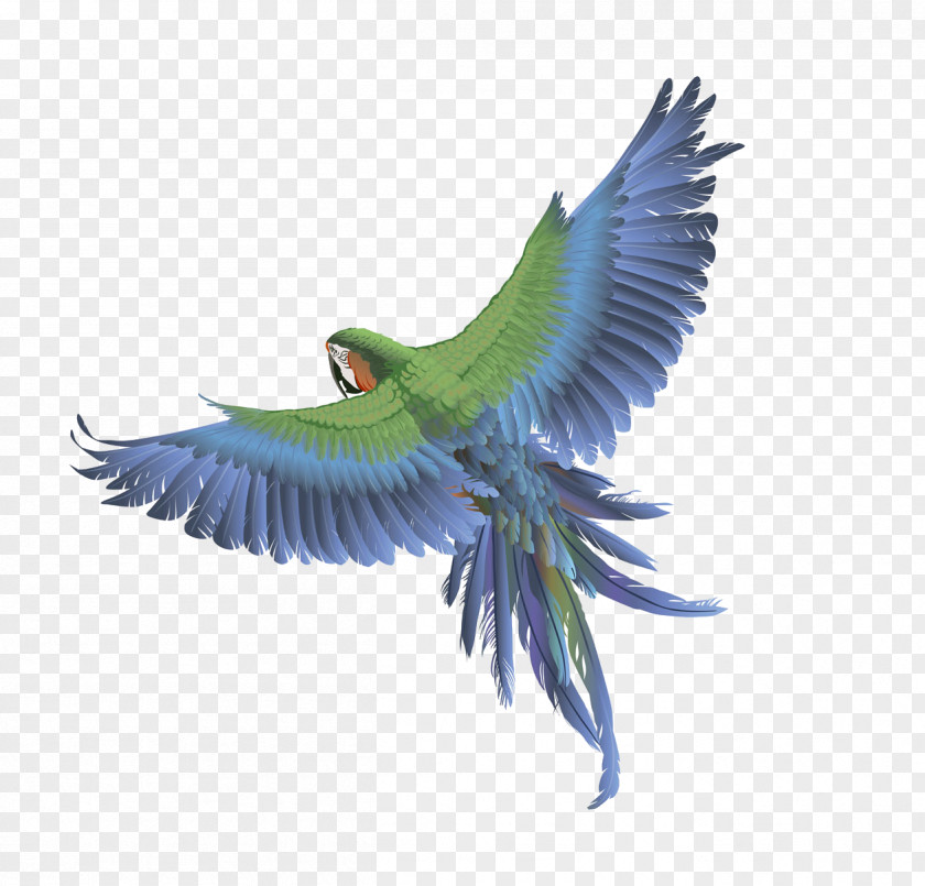 Flying Parrot Bird Columbidae Budgerigar Clip Art PNG