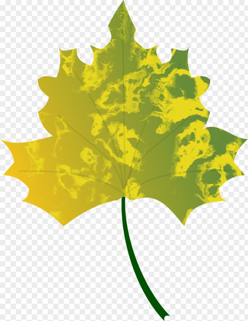 Leaf Autumn Color Maple Tree PNG