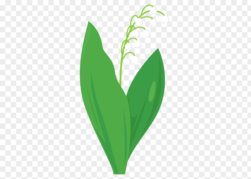 Lily Of The Valley Illustration Plant Stem Flower Text PNG