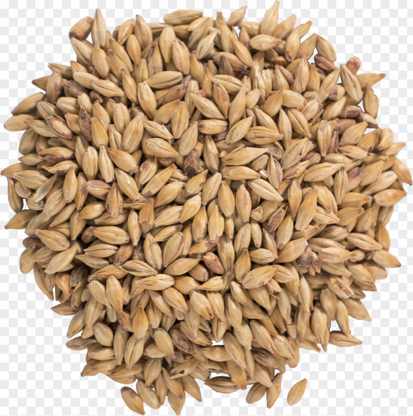 Sunflower Seed Rye Cartoon Grass PNG