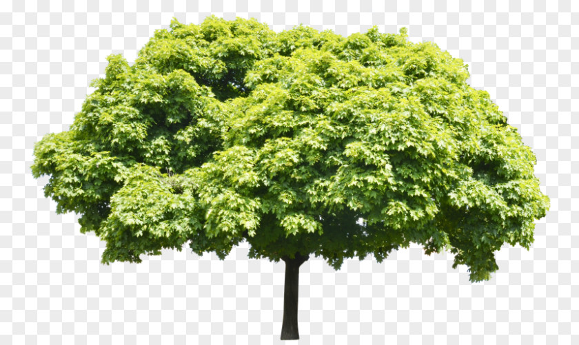 Tree Branch Arborist Shrub PNG