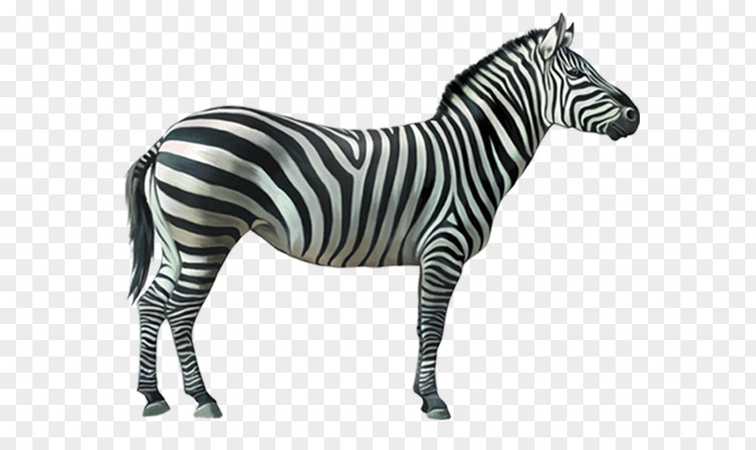 Zebra Burchell's Stripe Quagga Horse PNG
