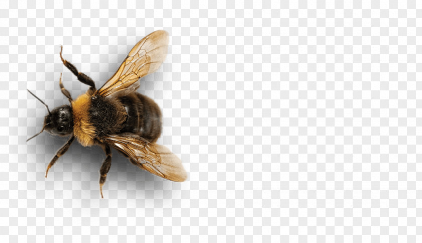 Agriculture Honey Bee Insect Bumblebee Pollinator PNG
