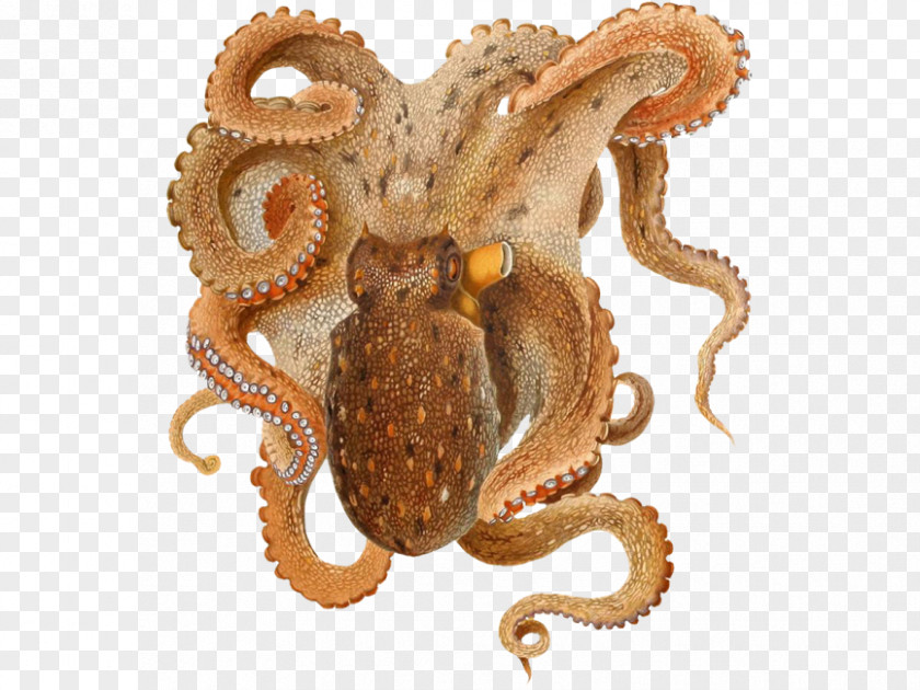 Calamari Poster Common Octopus Cephalopod Fitchi Cyanea PNG