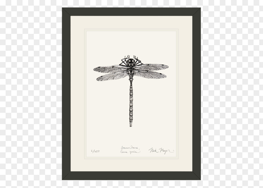 Dragonfly Watercolor Nick Mayer Art, LLC /m/02csf Drawing Pacific Electric Ray PNG