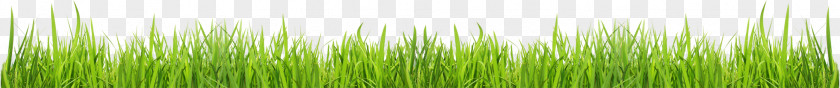 Grass Green Grasses Plant Stem Family PNG