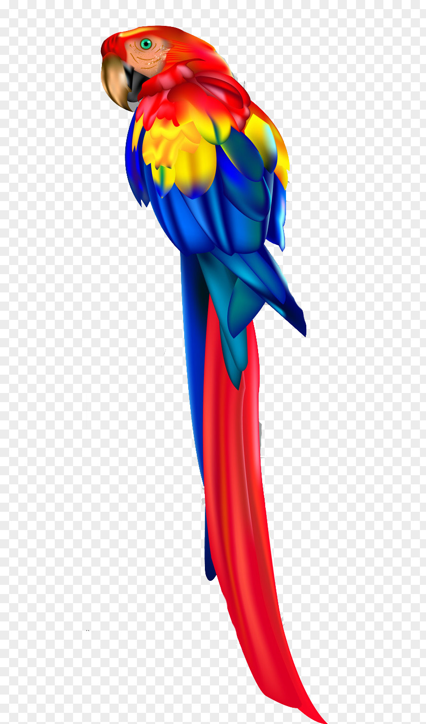 Macaw Vector Bird Vexel Clip Art PNG