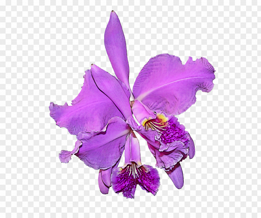 Orchid Cut Flowers Flower Violet Cattleya Labiata Purple Plant PNG