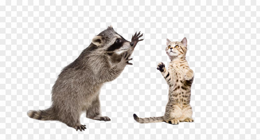 Raccoons And Cat Fight Raccoon Squirrel Stock Photography PNG