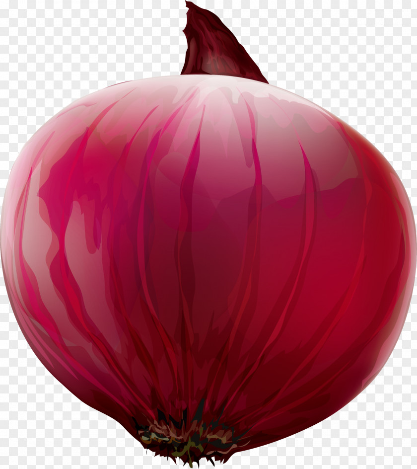 Red Concise Onion Gratis PNG