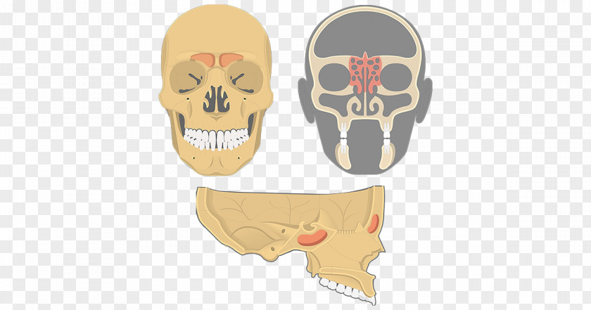 Skull Maxilla Ethmoid Bone Sinus Paranasal Sinuses PNG