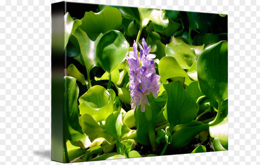 Hyacinth Flower Lilac PNG