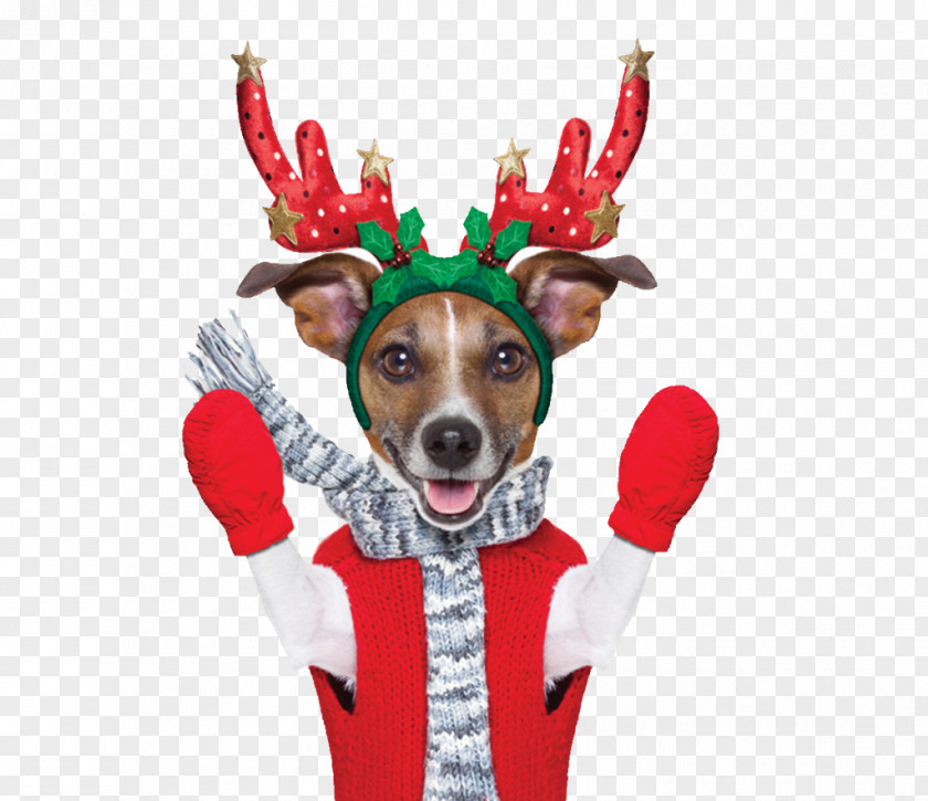 Reindeer Rudolph Lapponian Herder King Charles Spaniel PNG