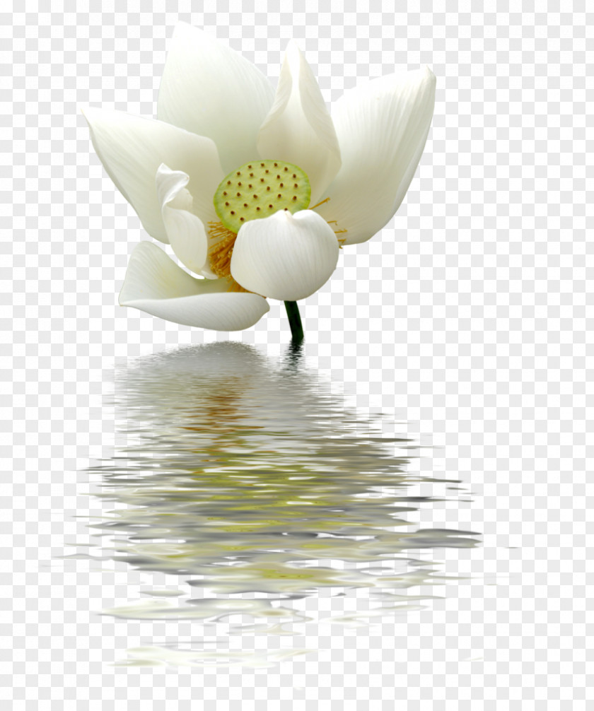Snow Clipart Nelumbo Nucifera Flower Egyptian Lotus PNG