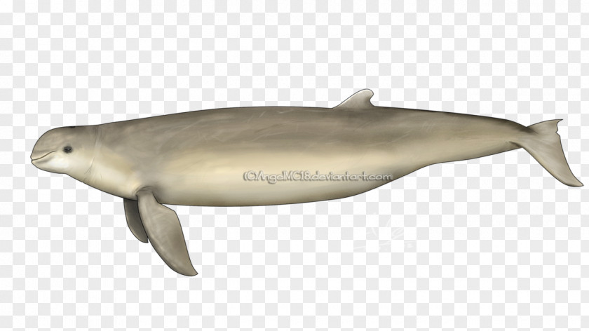 Australia Tucuxi Porpoise Australian Snubfin Dolphin Common Bottlenose PNG