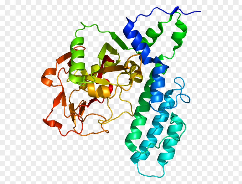 Erm Protein Family Poly (ADP-ribose) Polymerase PARP3 TIPARP Gene Adenosine Diphosphate PNG